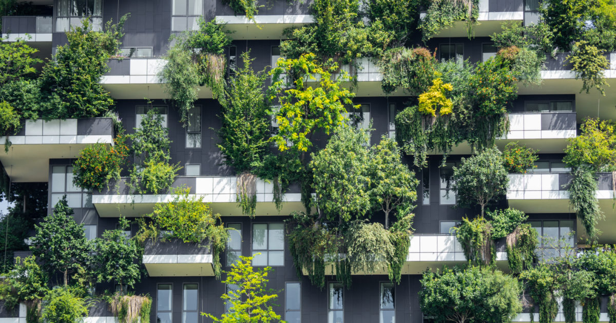 cola plante Cola Plant – The Greenery Garden Centre